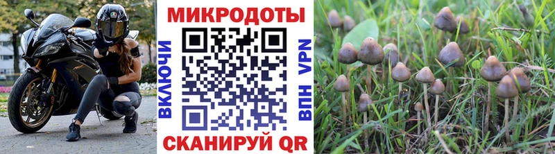 что такое Орск Галлюциногенные грибы Psilocybe